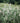 Miscanthus Lady Red (Eulalia) Vaso 24 - pianta adulta - Vivaio Garden Forest (48048307)