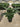 Musa Paradisiaca Dwarf Cavendish Vaso 40 - Vivaio Garden Forest