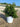 Myrsine Africana Cesp 17 - Vivaio Garden Forest
