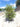 Myrtus Communis Cesp 30 - Vivaio Garden Forest