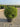 Myrtus Communis Compacta Palla 40 - Vivaio Garden Forest