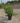 Myrtus Communis (Mirto) Cespuglio Vaso 24 H.70/90 - Vivaio Garden Forest (50305212)