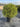 Myrtus Communis Palla 30 - Vivaio Garden Forest