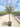 Olea Europaea Alb 50 1 2 Fusto Leccino Crf 16 18 Chioma Libera - Vivaio Garden Forest