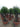 Olea Europaea Alb Ciotola 60 1 2 Fusto Coratina Crf 50 60 - Vivaio Garden Forest
