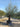Olea Europaea Bonsai 100 Coratina Crf 80 100 Lt 290 - Vivaio Garden Forest