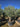 Olea Europaea Bonsai 100 Crf 120 140 Lt 285 - Vivaio Garden Forest
