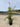 Olea Europaea Cesp 24 Cipressino Lt 7 - Vivaio Garden Forest