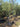 Olea Europaea Ornam Multitronco 45 Cipressino - Vivaio Garden Forest