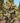 Opuntia Ficus Indica (Fico D'India) Vaso 60 Lt.90 - pianta adulta - Vivaio Garden Forest (50305229)