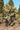 Opuntia Ficus Indica (Fico D'India) Vaso 60 Lt.90 - pianta adulta - Vivaio Garden Forest (50305229)