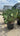Opuntia Ficus Indica Vaso 70 Lt 110 E Q - Vivaio Garden Forest