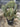 Opuntia Stricta Vaso 50 - Vivaio Garden Forest
