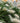 Pennisetum Alopecuroides (Coda DI Volpe) Vaso 24 - pianta adulta - Vivaio Garden Forest (48283849)