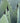 Agave Geminiflora Ciotola 50 - Vivaio Garden Forest (47844225)