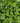 Euonymus Japonicus Multitronco 40 1/4 Fusto Aurea - fioritura - Vivaio Garden Forest