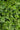 Euonymus Japonicus Cesp.60 Luna (E.Q.) - fioritura - Vivaio Garden Forest