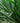 Yucca Filamentosa Vaso 24 - Vivaio Garden Forest (47844724)