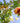 Punica Granatum (Melograno) Multitronco Vaso 110 H.300/350 - frutto - Vivaio Garden Forest (50305233)