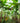 Musa Basjoo Vaso 40 - Vivaio Garden Forest (47844367)