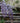 Wisteria Brachybotrys Iko Yama Fuji (glicine) Spall.40 (l.75 - H.160) - Vivaio Garden Forest (47844682)