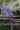 Wisteria Brachybotrys Shiro Kapitan Fuji (glicine) Spall.40 (l.75 - H.160) - Vivaio Garden Forest