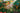 Bougainvillea Sanderiana Spall.40 (l.75 - H.160) - Vivaio Garden Forest