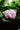 Hydrangea Paniculata (ortensia) Limelight Cesp.40 - Vivaio Garden Forest