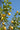 Citrus Limon (limone) Spall.80 Cassetta - Vivaio Garden Forest