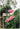 Bougainvillea Sanderiana Spall.55 (l.100 - H.200) - Vivaio Garden Forest