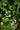 Euonymus Japonicus Multitronco 40 1/4 Fusto Aurea - dettaglio del fogliame - Vivaio Garden Forest
