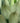 Agave Americana Mediopicta Alba Vaso 17 - Vivaio Garden Forest (47844198)