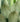 Agave Americana Mediopicta Alba Vaso 17 - Vivaio Garden Forest