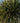 Yucca Elephantipes Multitronco 40 - Vivaio Garden Forest (47844701)