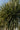 Yucca Elephantipes Multitronco 55 - Vivaio Garden Forest