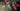Bougainvillea Sanderiana Spall.55 (l.100 - H.200) - Vivaio Garden Forest