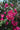 Bougainvillea Californiana Viola Vaso 24 H.220 - Vivaio Garden Forest