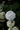 Hydrangea Paniculata (ortensia) Vanilla Fraise Cesp.40 - Vivaio Garden Forest