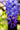 Wisteria Brachybotrys Iko Yama Fuji (glicine) Spall.40 (l.75 - H.160) - Vivaio Garden Forest