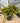Philodendron Selloum Shangri La Vaso 50 - Vivaio Garden Forest
