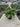 Philodendron Selloum Shangri La Vaso 60 Classic - Vivaio Garden Forest