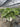 Philodendron Selloum Shangri La Vaso 60 - Vivaio Garden Forest