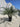 Phoenix Roebelenii Vaso 50 H Tr 40 - Vivaio Garden Forest