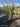 Phormium Tenax Variegatum Vaso 40 - Vivaio Garden Forest