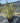 Phormium Tenax Variegatum Vaso 45 - Vivaio Garden Forest (48283852)