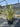 Phormium Tenax Variegatum Vaso 45 - Vivaio Garden Forest