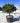 Pinus Densiflora Alice Verkade Alb 90 - Vivaio Garden Forest (48283853)