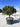 Pinus Densiflora Alice Verkade Alb 90 - Vivaio Garden Forest