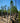 Pinus Halepensis Alb 40 1 2 Fusto Crf 16 18 - Vivaio Garden Forest (48283854)