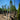 Pinus Halepensis Alb 40 1 2 Fusto Crf 16 18 - Vivaio Garden Forest